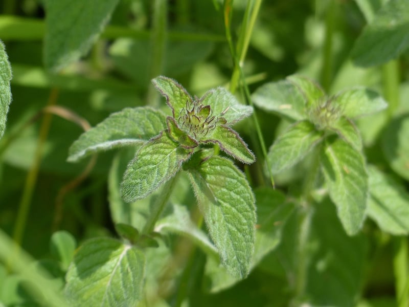 Herb Borders