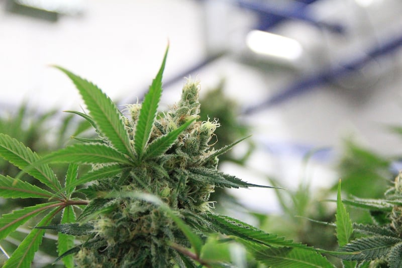 Indoor Herbs
