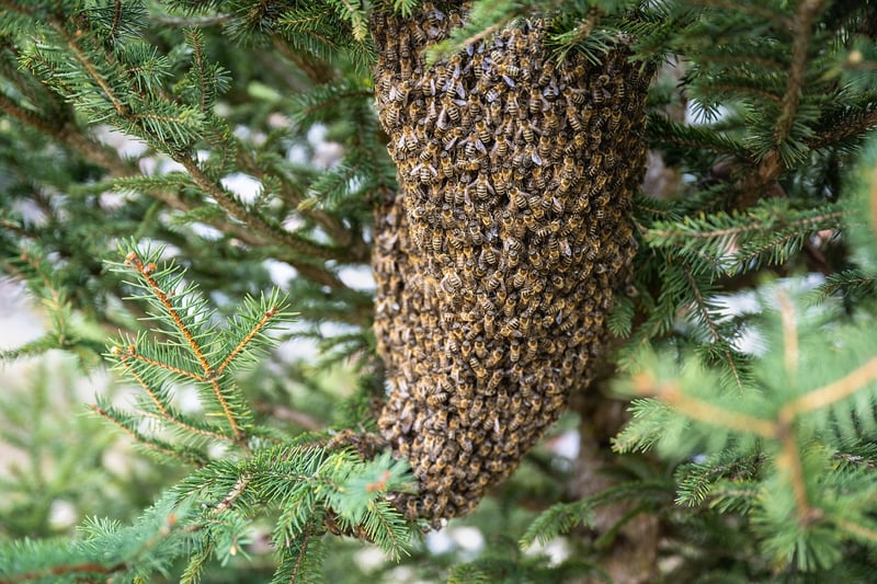 Bees on flowers