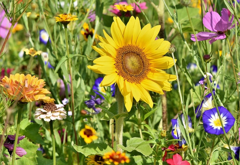 Collaborative Gardening