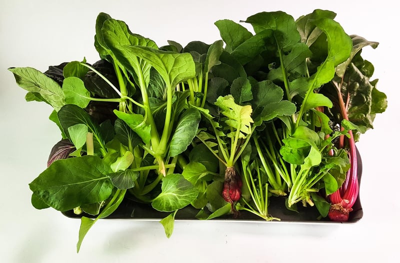 Hydroponics Plants